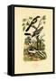 Shrikes, 1833-39-null-Framed Stretched Canvas