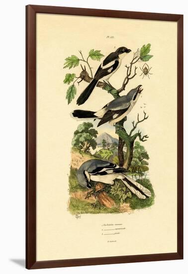 Shrikes, 1833-39-null-Framed Giclee Print