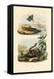 Shrimp, 1833-39-null-Framed Stretched Canvas