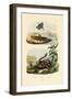 Shrimp, 1833-39-null-Framed Giclee Print