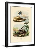 Shrimp, 1833-39-null-Framed Giclee Print