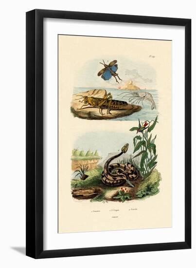 Shrimp, 1833-39-null-Framed Giclee Print