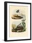 Shrimp, 1833-39-null-Framed Giclee Print