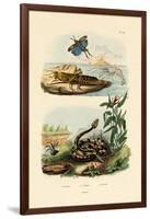 Shrimp, 1833-39-null-Framed Giclee Print