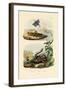 Shrimp, 1833-39-null-Framed Giclee Print