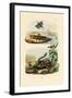 Shrimp, 1833-39-null-Framed Giclee Print