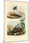 Shrimp, 1833-39-null-Mounted Giclee Print