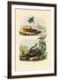 Shrimp, 1833-39-null-Framed Giclee Print