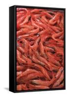 Shrimp at Tsukiji Fish Market, Tokyo, Honshu Island, Japan, Asia-Christian Kober-Framed Stretched Canvas