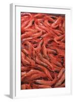 Shrimp at Tsukiji Fish Market, Tokyo, Honshu Island, Japan, Asia-Christian Kober-Framed Photographic Print