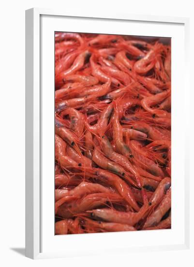 Shrimp at Tsukiji Fish Market, Tokyo, Honshu Island, Japan, Asia-Christian Kober-Framed Photographic Print