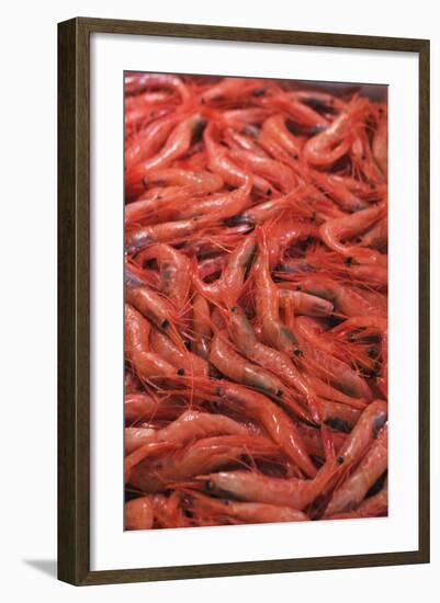 Shrimp at Tsukiji Fish Market, Tokyo, Honshu Island, Japan, Asia-Christian Kober-Framed Photographic Print