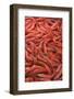 Shrimp at Tsukiji Fish Market, Tokyo, Honshu Island, Japan, Asia-Christian Kober-Framed Photographic Print