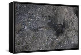 Shrimp Goby Stands Guard at the Entrance of its Hole, Fiji-Stocktrek Images-Framed Stretched Canvas