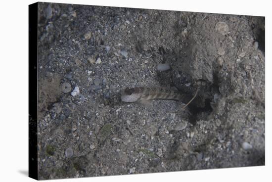 Shrimp Goby Stands Guard at the Entrance of its Hole, Fiji-Stocktrek Images-Stretched Canvas