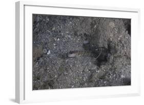 Shrimp Goby Stands Guard at the Entrance of its Hole, Fiji-Stocktrek Images-Framed Photographic Print