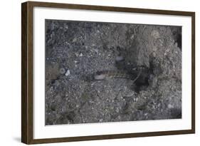 Shrimp Goby Stands Guard at the Entrance of its Hole, Fiji-Stocktrek Images-Framed Photographic Print