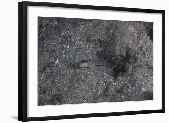 Shrimp Goby Stands Guard at the Entrance of its Hole, Fiji-Stocktrek Images-Framed Photographic Print