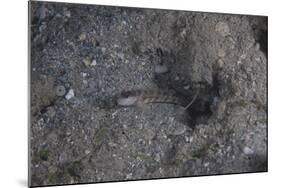 Shrimp Goby Stands Guard at the Entrance of its Hole, Fiji-Stocktrek Images-Mounted Photographic Print