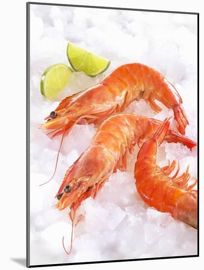 Shrimp on Ice-Jürgen Holz-Mounted Photographic Print