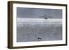 Shrimper and Cormarant-Robert Goldwitz-Framed Photographic Print