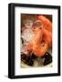 Shrimps and Mussels in Bowl with Ice Cubes-Foodcollection-Framed Photographic Print