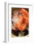 Shrimps and Mussels in Bowl with Ice Cubes-Foodcollection-Framed Photographic Print