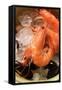 Shrimps and Mussels in Bowl with Ice Cubes-Foodcollection-Framed Stretched Canvas