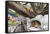 Shrine on a Bodhi Tree, UNESCO World Heritage Site, Kandy, Hill Country, Sri Lanka, Asia-Christian Kober-Framed Stretched Canvas