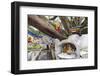 Shrine on a Bodhi Tree, UNESCO World Heritage Site, Kandy, Hill Country, Sri Lanka, Asia-Christian Kober-Framed Photographic Print