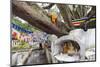 Shrine on a Bodhi Tree, UNESCO World Heritage Site, Kandy, Hill Country, Sri Lanka, Asia-Christian Kober-Mounted Photographic Print