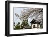 Shrine under Cherry Blossoms in the Geisha Quarter of Gion, Kyoto, Japan, Asia-Michael Runkel-Framed Photographic Print