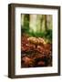 Shroom, Mushroom In The Wild, Redwood National Park-Vincent James-Framed Photographic Print