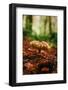 Shroom, Mushroom In The Wild, Redwood National Park-Vincent James-Framed Photographic Print