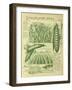 Shropshire Peas-Vintage Apple Collection-Framed Giclee Print