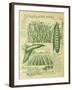 Shropshire Peas-Vintage Apple Collection-Framed Giclee Print