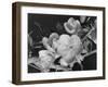 Shrub of Japonica-Philip Gendreau-Framed Photographic Print