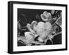 Shrub of Japonica-Philip Gendreau-Framed Photographic Print