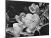 Shrub of Japonica-Philip Gendreau-Mounted Photographic Print