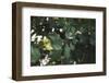 Shrub with berries in summer-Nadja Jacke-Framed Photographic Print