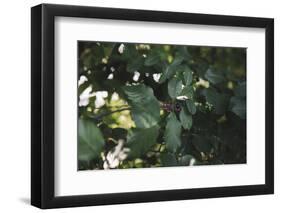 Shrub with berries in summer-Nadja Jacke-Framed Photographic Print