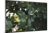 Shrub with berries in summer-Nadja Jacke-Mounted Photographic Print