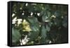 Shrub with berries in summer-Nadja Jacke-Framed Stretched Canvas