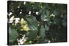 Shrub with berries in summer-Nadja Jacke-Stretched Canvas