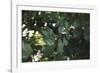 Shrub with berries in summer-Nadja Jacke-Framed Photographic Print