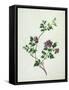 Shrubby Althaea , 19th Century-null-Framed Stretched Canvas