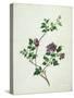 Shrubby Althaea , 19th Century-null-Stretched Canvas