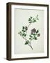 Shrubby Althaea , 19th Century-null-Framed Giclee Print