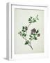 Shrubby Althaea , 19th Century-null-Framed Giclee Print