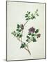 Shrubby Althaea , 19th Century-null-Mounted Giclee Print